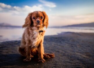CORONAVIRUS: WALKING YOUR DOG WOULD INCREASE THE RISK OF BEING INFECTED BY 78%.