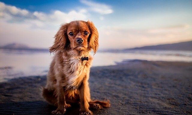 CORONAVIRUS: WALKING YOUR DOG WOULD INCREASE THE RISK OF BEING INFECTED BY 78%.