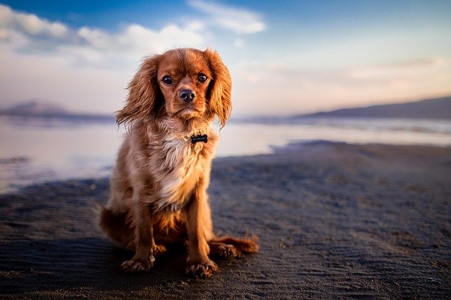 CORONAVIRUS: WALKING YOUR DOG WOULD INCREASE THE RISK OF BEING INFECTED BY 78%.