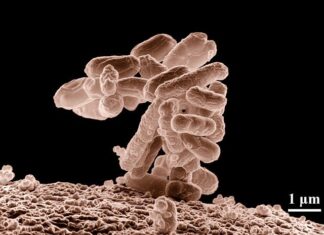 Mouth Bacteria Have Been Linked to Severe Forms of Inflammatory Bowel Disease