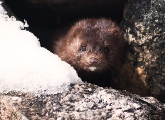 THE "MINK CORONAVIRUS" MAY COME BACK IN THE FUTURE, WARNS AN EXPERT