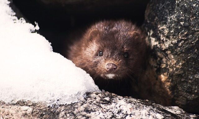 THE "MINK CORONAVIRUS" MAY COME BACK IN THE FUTURE, WARNS AN EXPERT