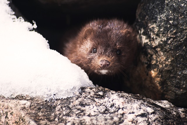 THE "MINK CORONAVIRUS" MAY COME BACK IN THE FUTURE, WARNS AN EXPERT